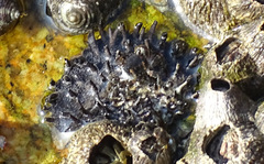 Holothuria leucospilota