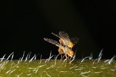 Campiglossa sororcula