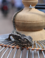 Chamaeleo chamaeleon chamaeleon