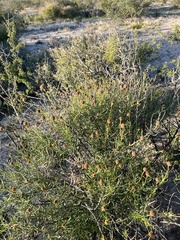 Sidneya tenuifolia