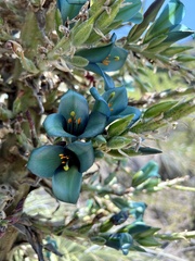 Puya alpestris
