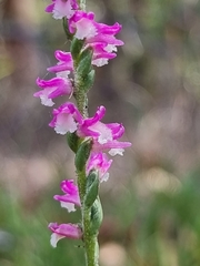 Spiranthes australis