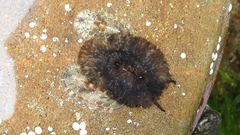 Scutus sinensis