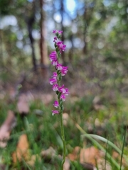 Spiranthes australis