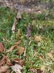 Spiranthes australis
