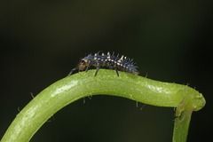 Cheilomenes sexmaculata