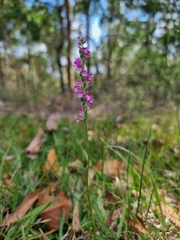 Spiranthes australis