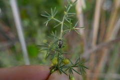 Crioceris paracenthesis