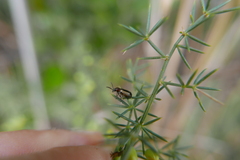 Crioceris paracenthesis