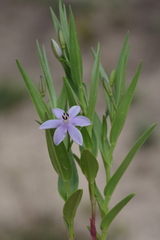 Walleria mackenziei