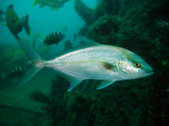 Seriola rivoliana
