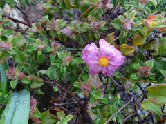 Cistus parviflorus