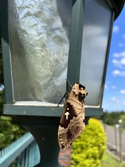 Lophostethus dumolinii