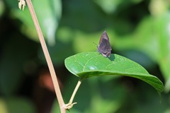 Mahathala ameria
