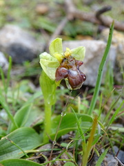 Ophrys bombyliflora
