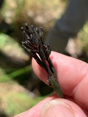 Haemodorum austroqueenslandicum