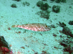 Sphoeroides marmoratus