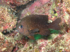 Cape Verde Gregory photo 1