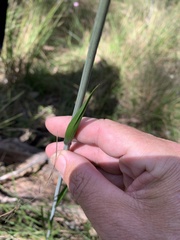 Haemodorum austroqueenslandicum