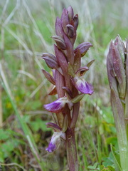 Anacamptis collina