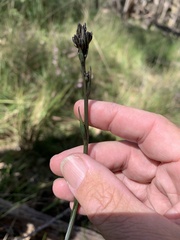 Haemodorum austroqueenslandicum