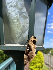 Lophostethus dumolinii