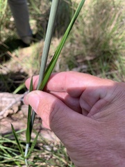 Haemodorum austroqueenslandicum