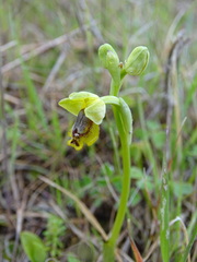 Ophrys sicula