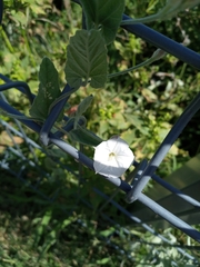 Convolvulus hermanniae