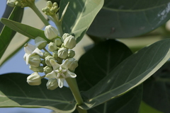 Calotropis gigantea