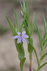 Walleria mackenziei