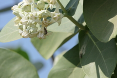 Calotropis gigantea