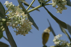 Calotropis gigantea