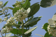 Calotropis gigantea