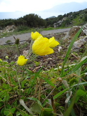 Ranunculus asiaticus