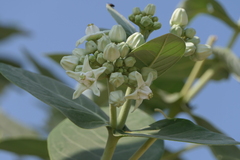 Calotropis gigantea