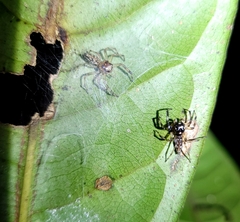 Hypaeus taczanowskii