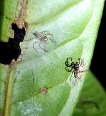 Hypaeus taczanowskii