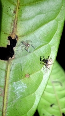 Hypaeus taczanowskii