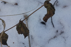 Epilobium roseum