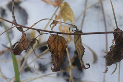 Epilobium roseum