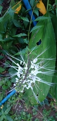 Orthosiphon aristatus