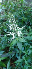 Orthosiphon aristatus