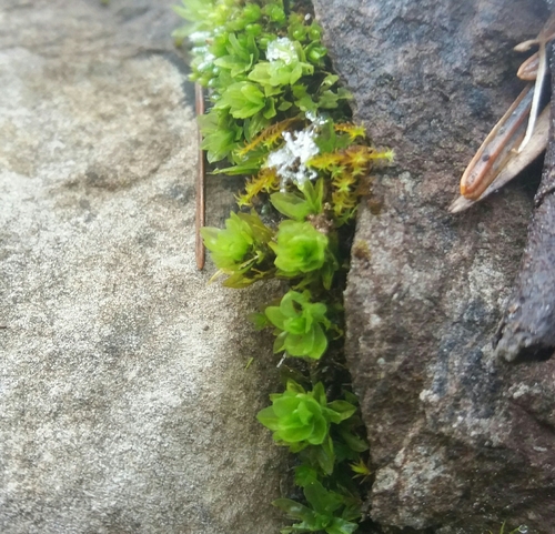 šišiačik skrútený (Encalypta streptocarpa)