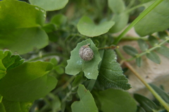 Xerotricha conspurcata