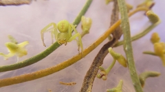 Misumenops rubrodecoratus