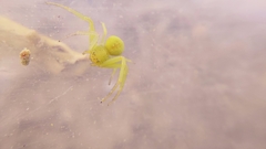 Misumenops rubrodecoratus