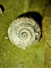 Xerotricha conspurcata