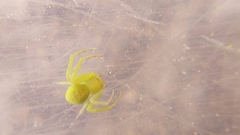 Misumenops rubrodecoratus