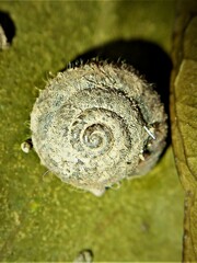 Xerotricha conspurcata